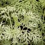 Mugwort, Artemisia: planting, pruning and care