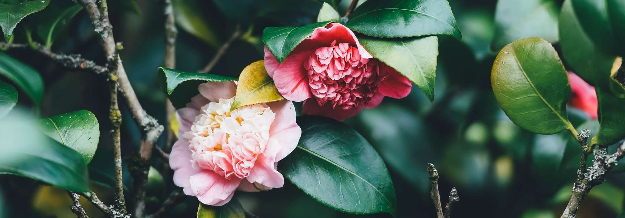 Camellias: planting, pruning and care