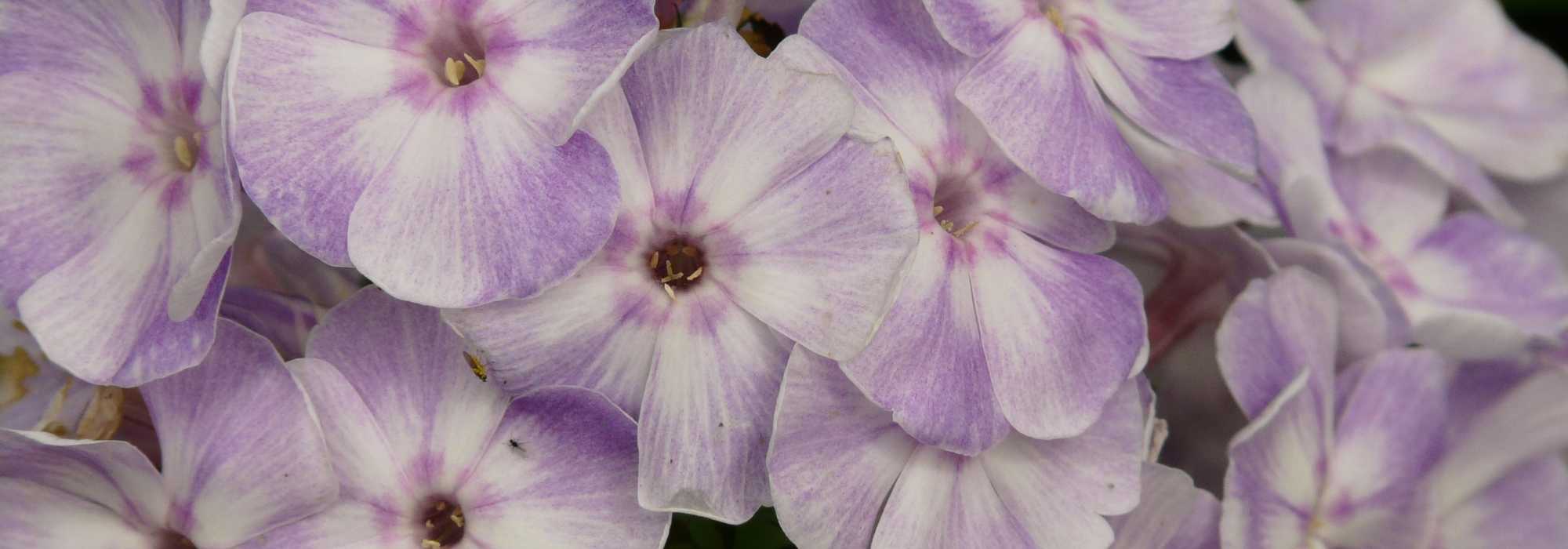 Lifespan of perennial plants