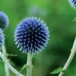 Echinops: planting, growing and care