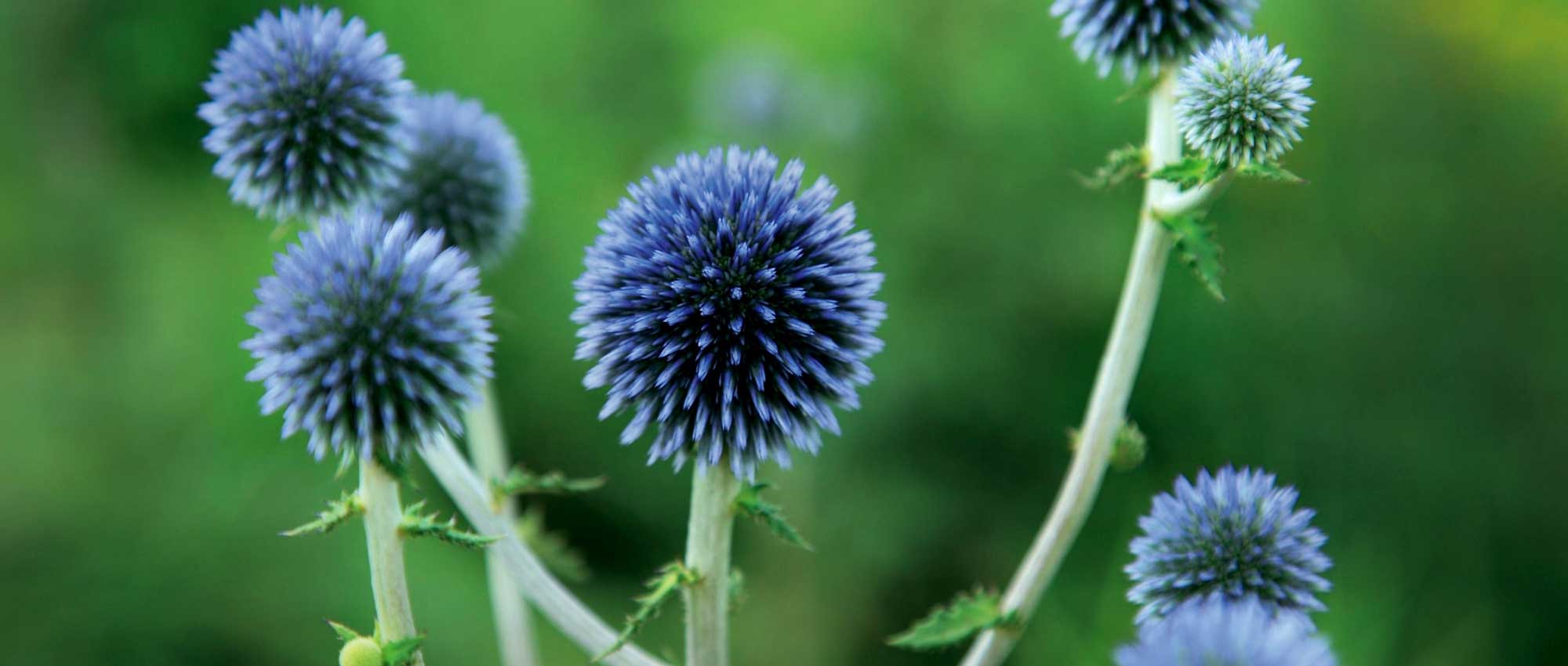 Echinops: planting, growing and care