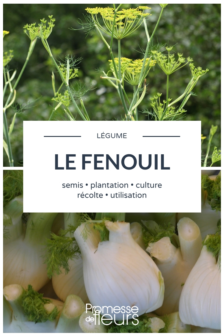 Fennel: Sowing, Planting, and Cultivation in the Vegetable Garden