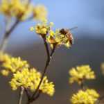 A natural hedge to enhance biodiversity