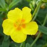 Helianthemum: planting, growing tips