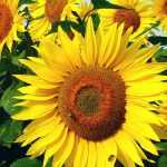 Sunflower: sowing, planting, care
