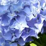 Colour of hydrangeas