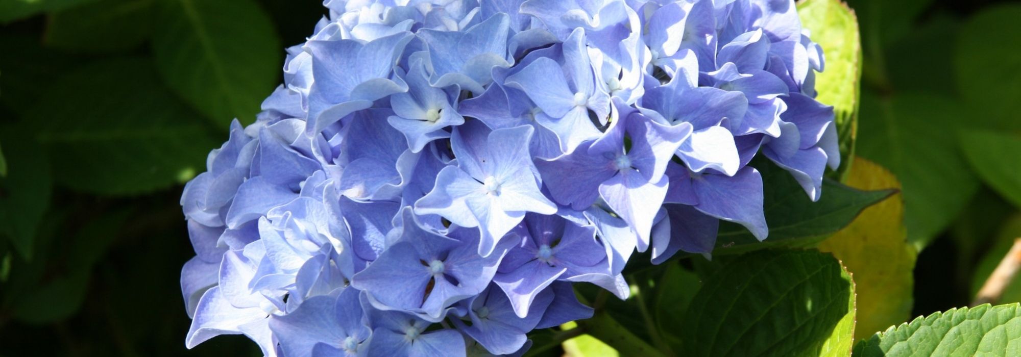 Colour of hydrangeas