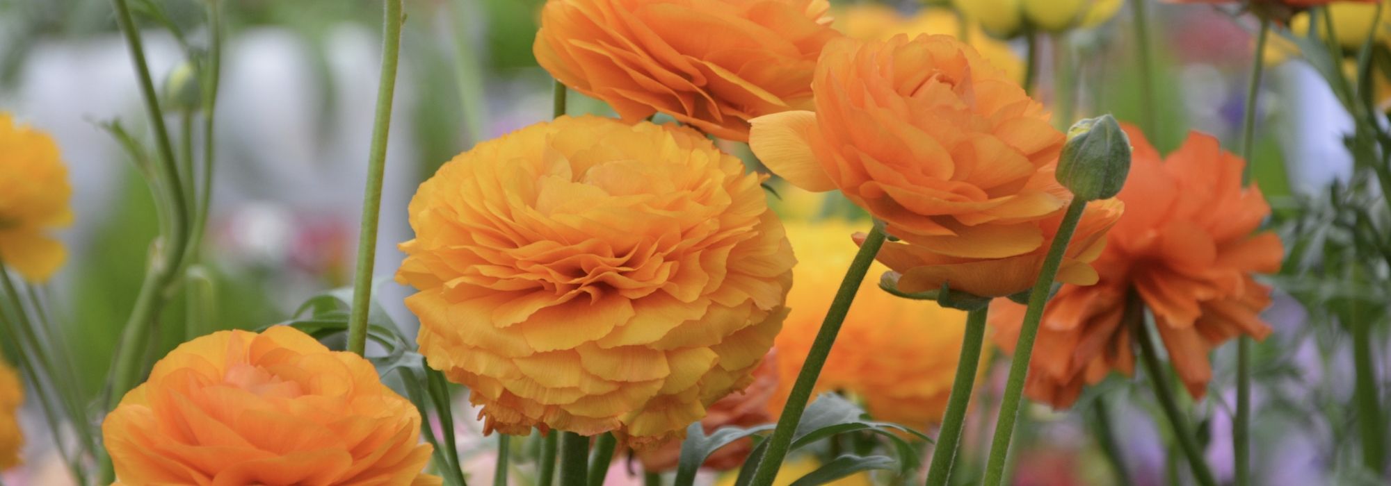 Florist's ranunculus: planting, cultivation, care and use