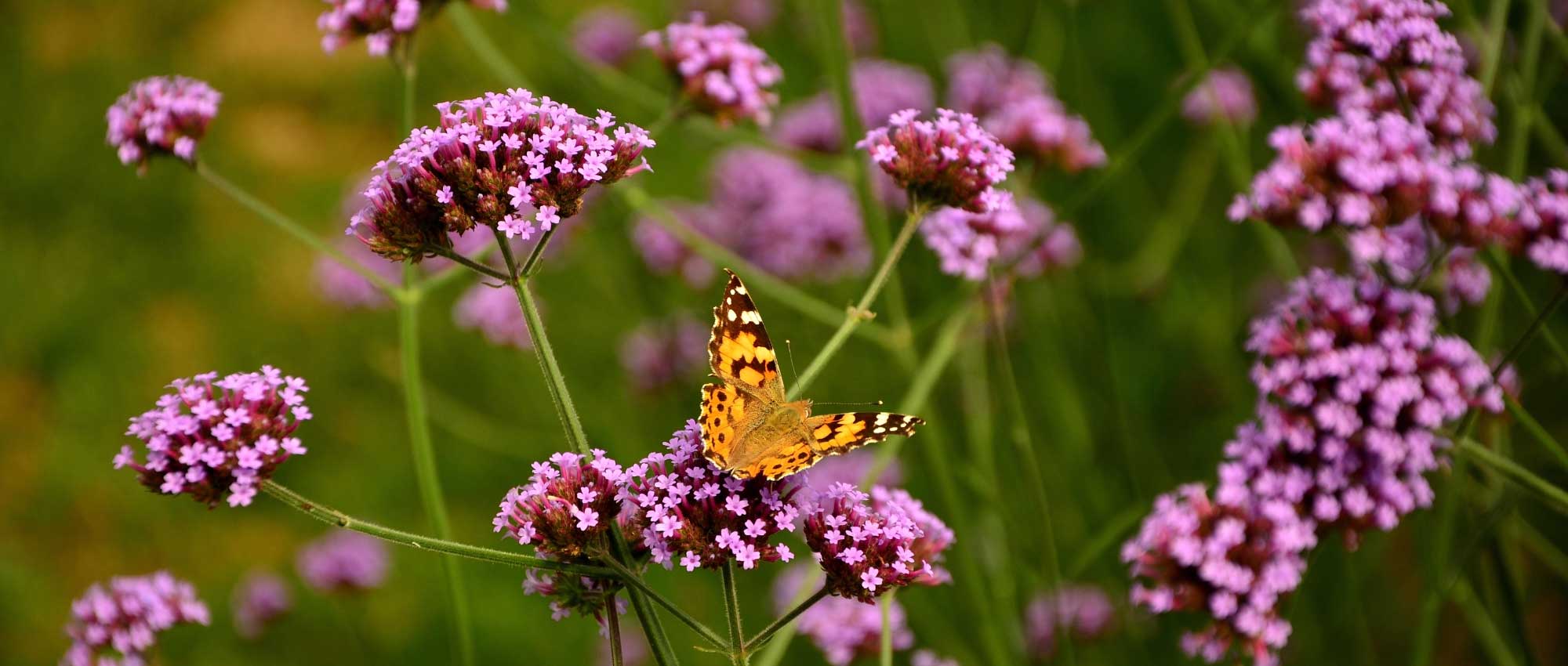 Verbena: planting, pruning and care