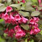 Weigelia: planting, growing, pruning