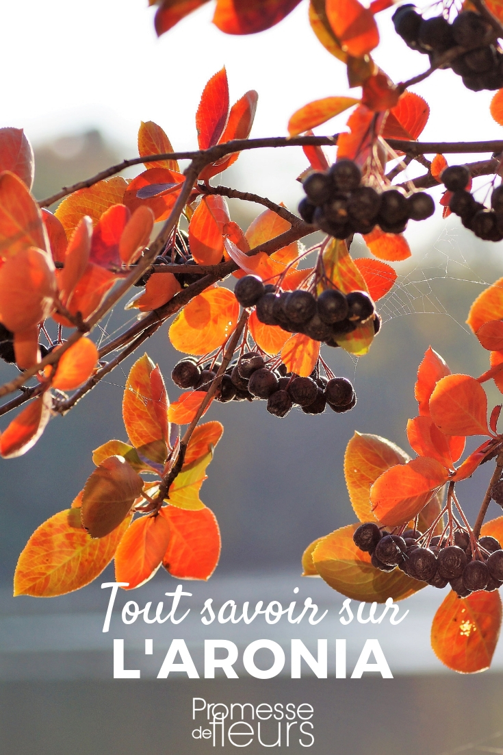 Aronia, Aronia: Planting, Pruning, Maintaining