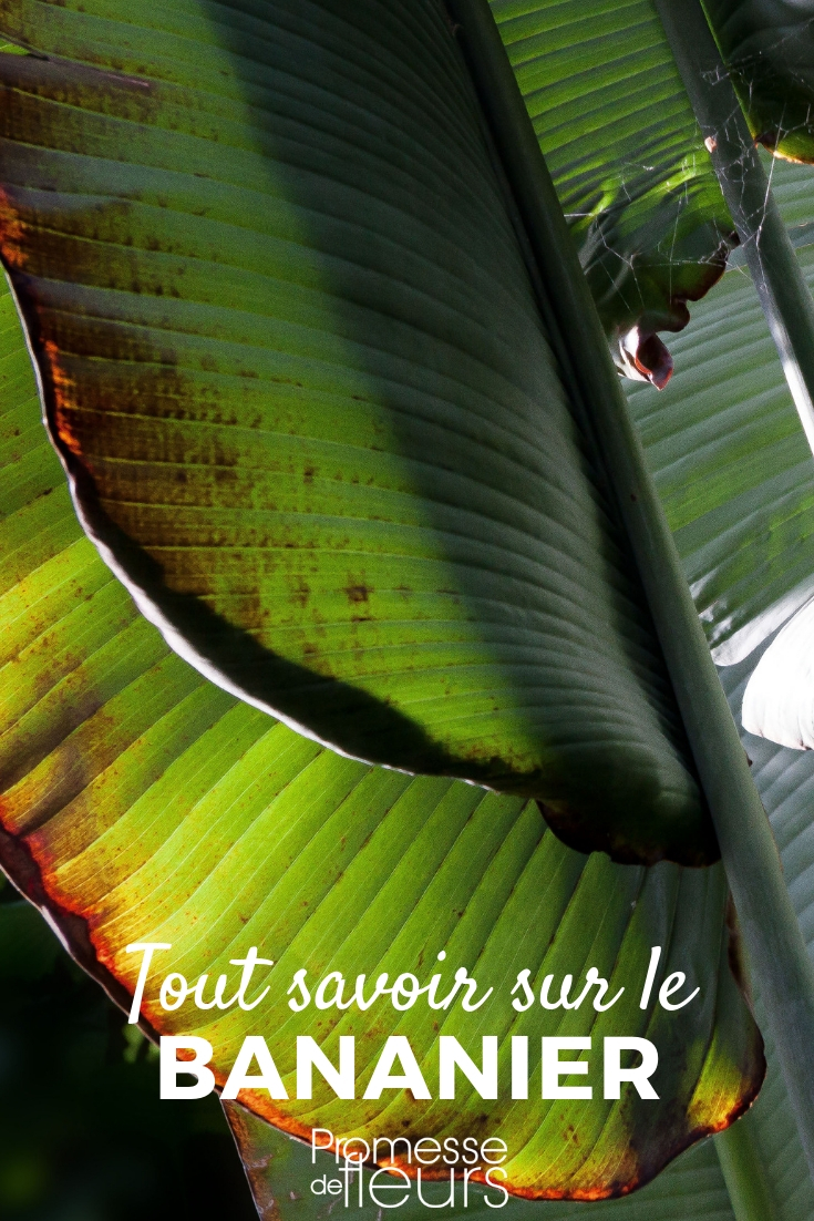 Banana Tree, Musa basjoo