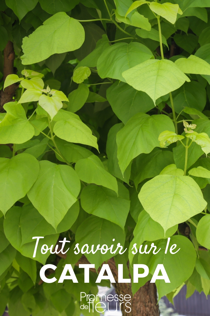 Catalpa: Planting, Pruning, and Maintenance