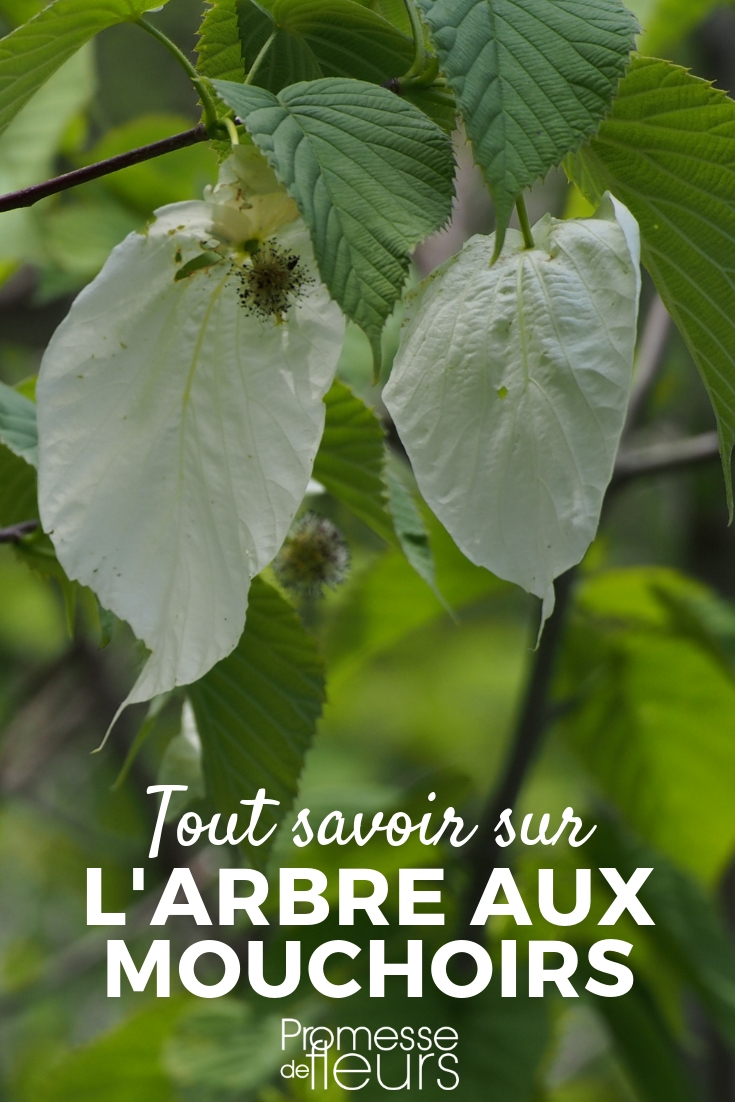 Davidia, the Handkerchief Tree: Tips on Planting, Pruning, and Cultivation