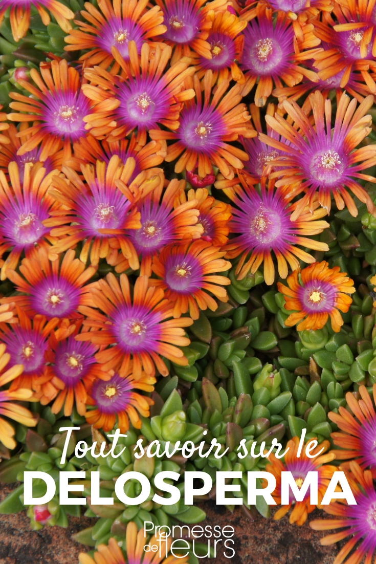 Delosperma, perennial purslane