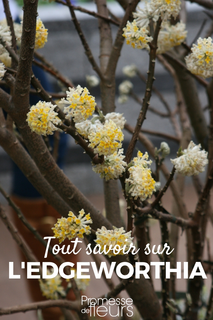 edgeworthia - paper bush