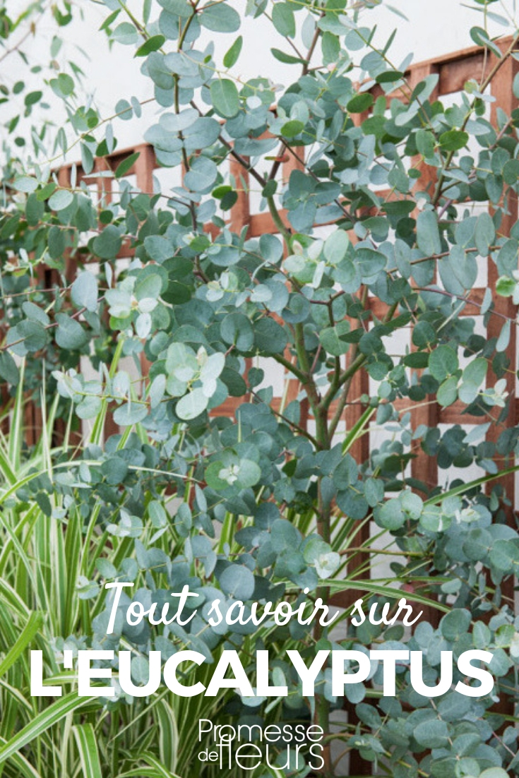 Eucalyptus: Planting, Pruning, and Maintenance