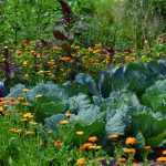 Starting your first vegetable garden - A guide for beginners