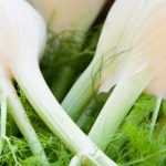 Fennel: sowing, growing, care and harvest