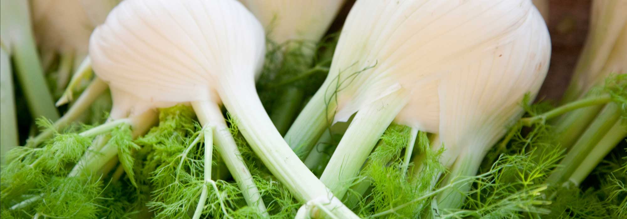 Fennel: sowing, growing, care and harvest