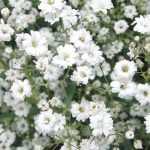 Gypsophile: planting and care