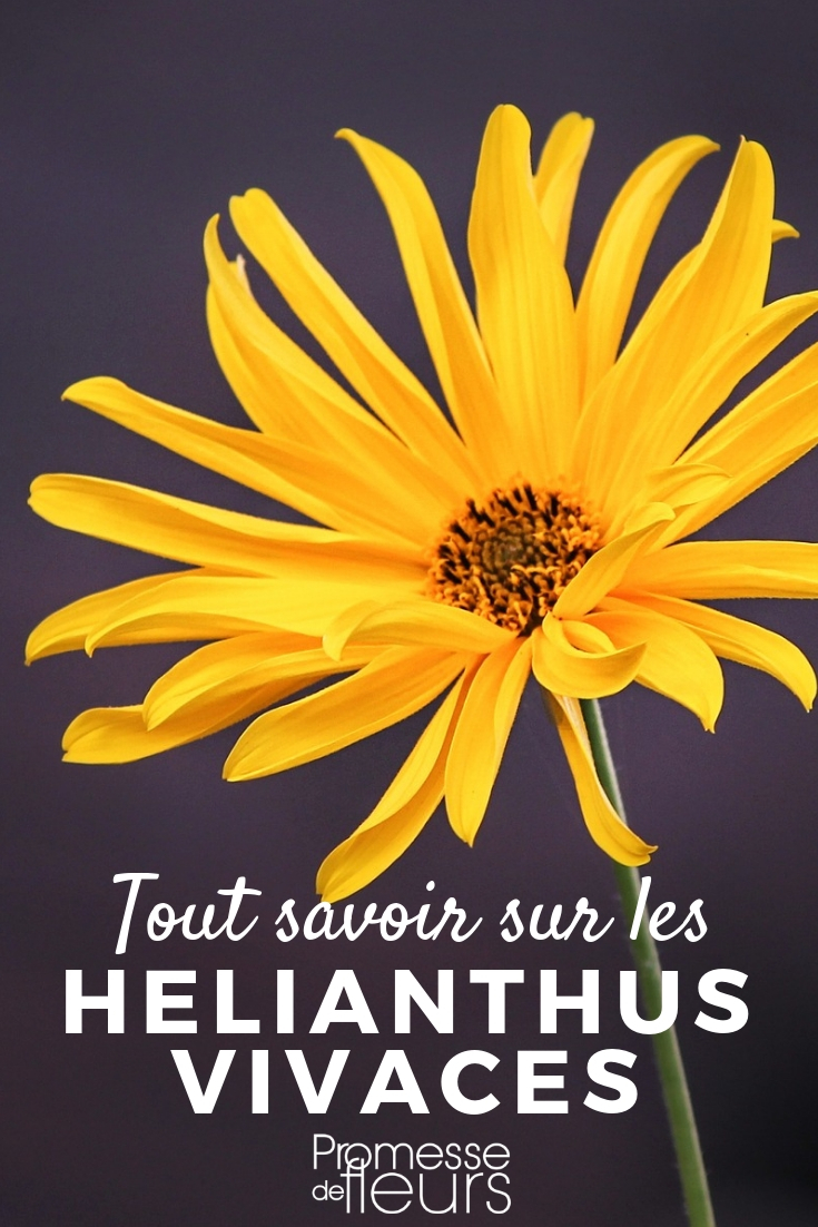 Helianthus