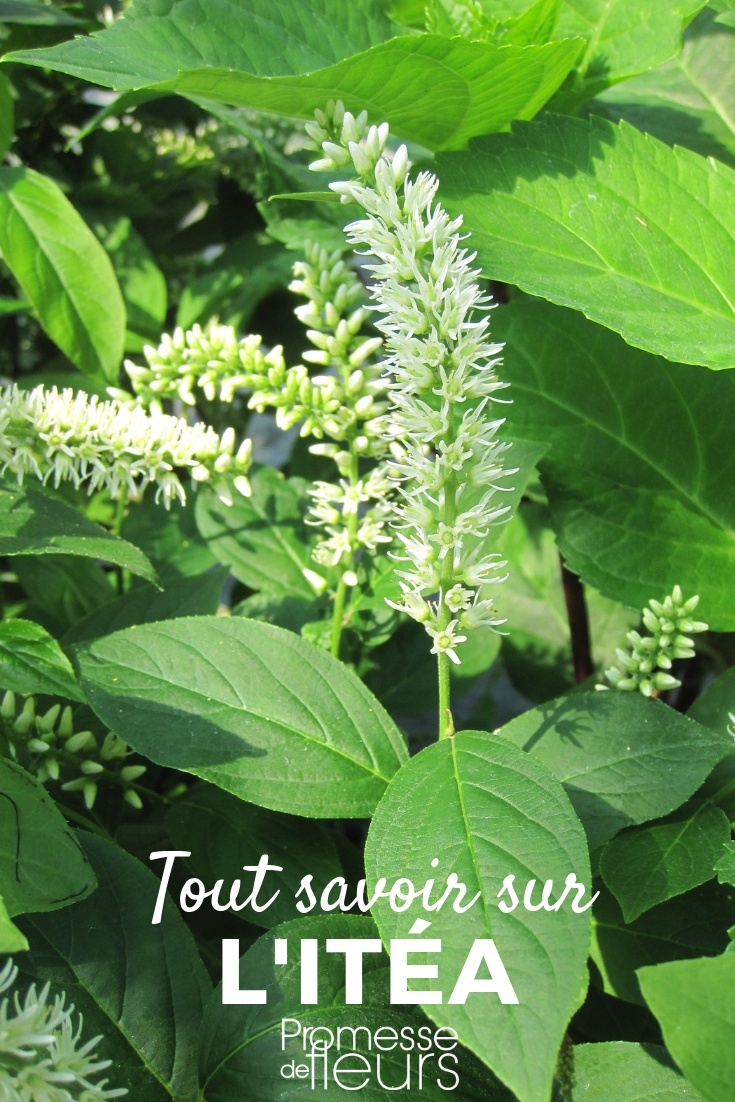 Itea: Planting, Cultivating, and Maintaining