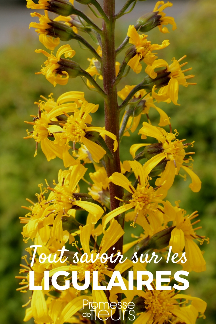 Ligularia: Planting and Caring for Young Plants