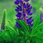 Lupin: sowing, planting and care