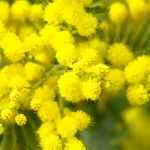 Acacia, wattle: planting, pruning and care