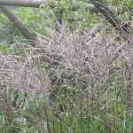 Planting, growing and caring for Miscanthus