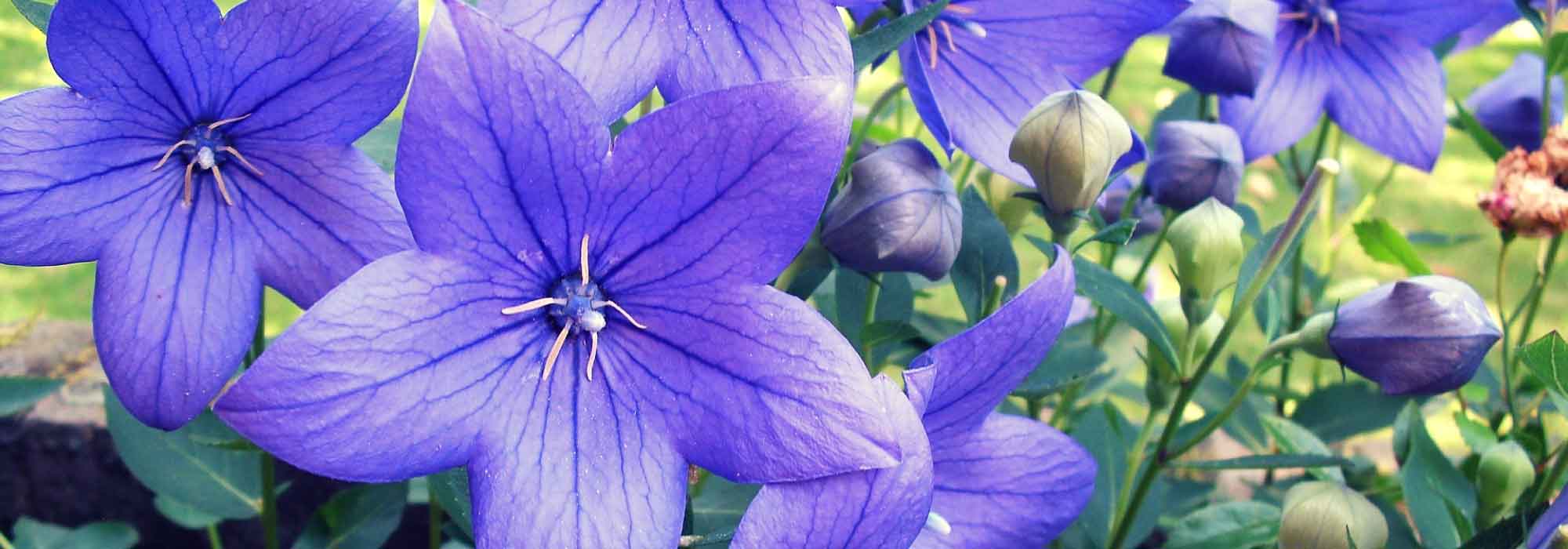 Platycodon: planting, cultivation, care