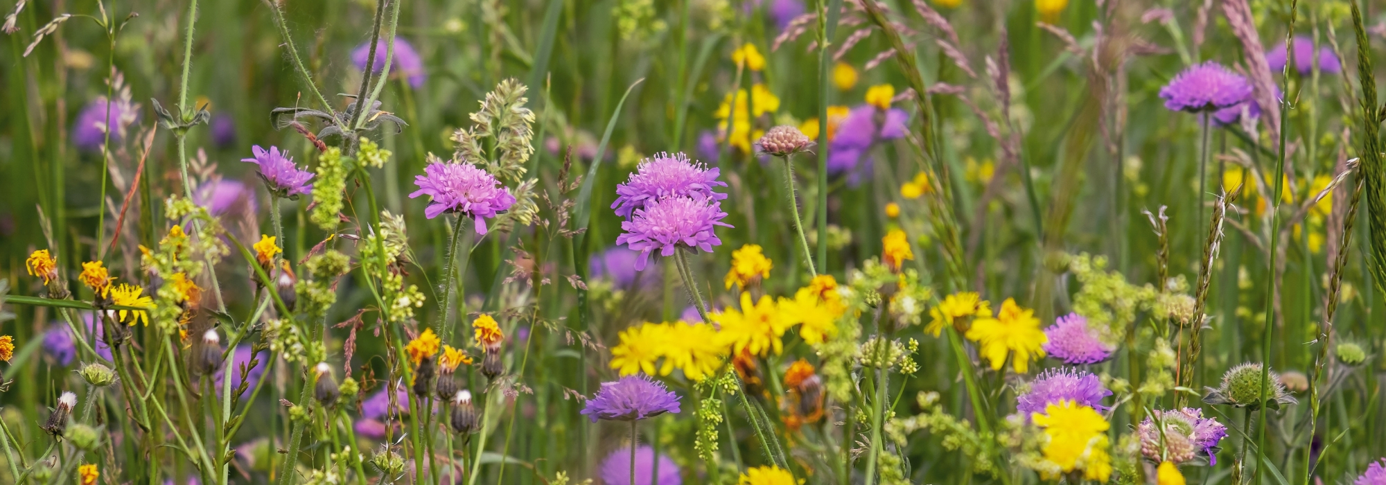 Sowing a flower meadow: why, how