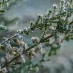 Acid soil, neutral soil or calcareous soil: how to know?