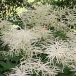 Aruncus, goat's beard: planting, growing and care