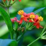 Asclepias: sowing, planting and care