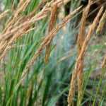 Calamagrostis: planting, growing and care