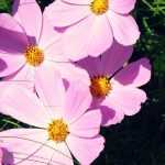 Cosmos: sowing and planting