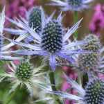 Eryngium, sea holly: planting, growing and care