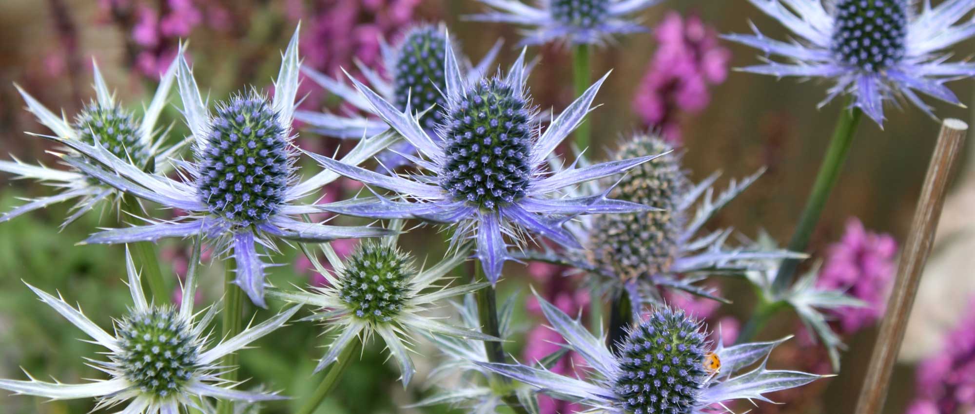 Eryngium, sea holly: planting, growing and care