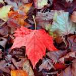 How to make good leaf mould? - tutorial