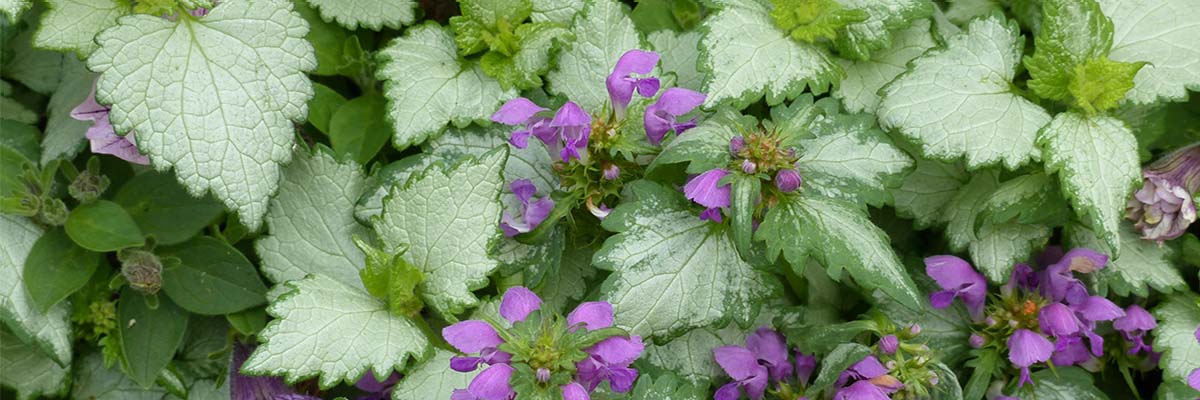 Deadnettle: planting, pruning and care