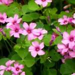 Oxalis: planting, growing and caring for