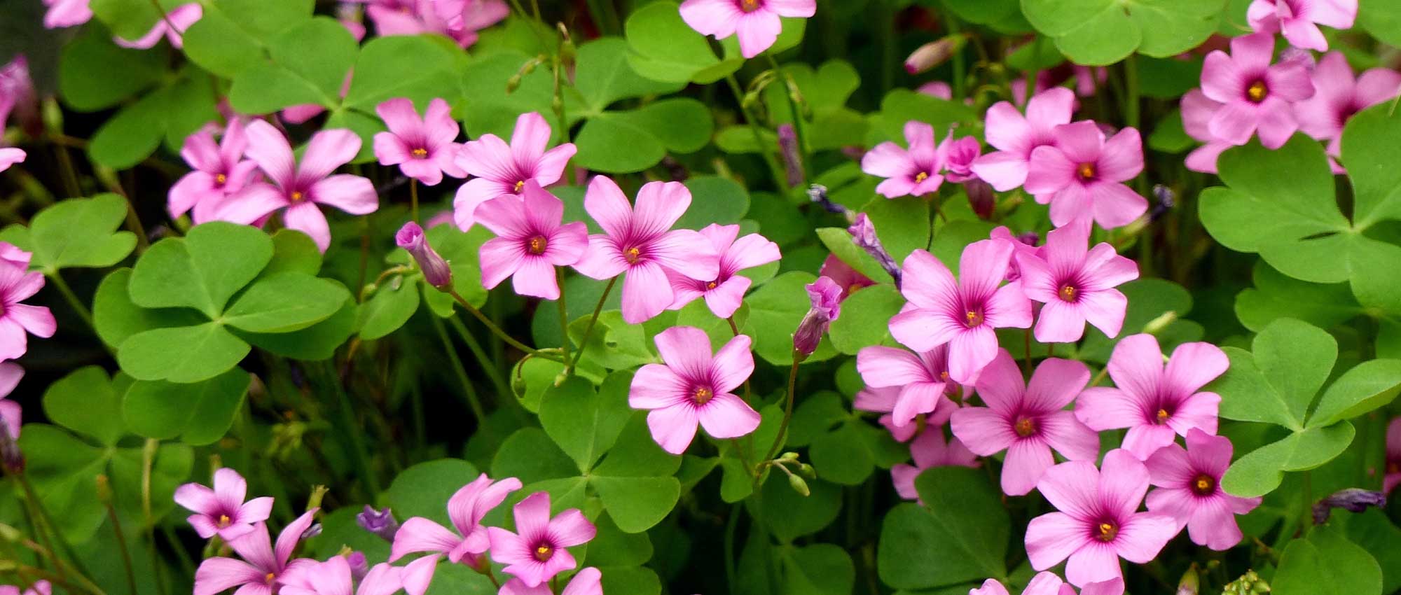 Oxalis: planting, growing and caring for