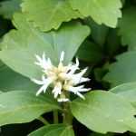 Pachysandra terminalis: planting, growing, care