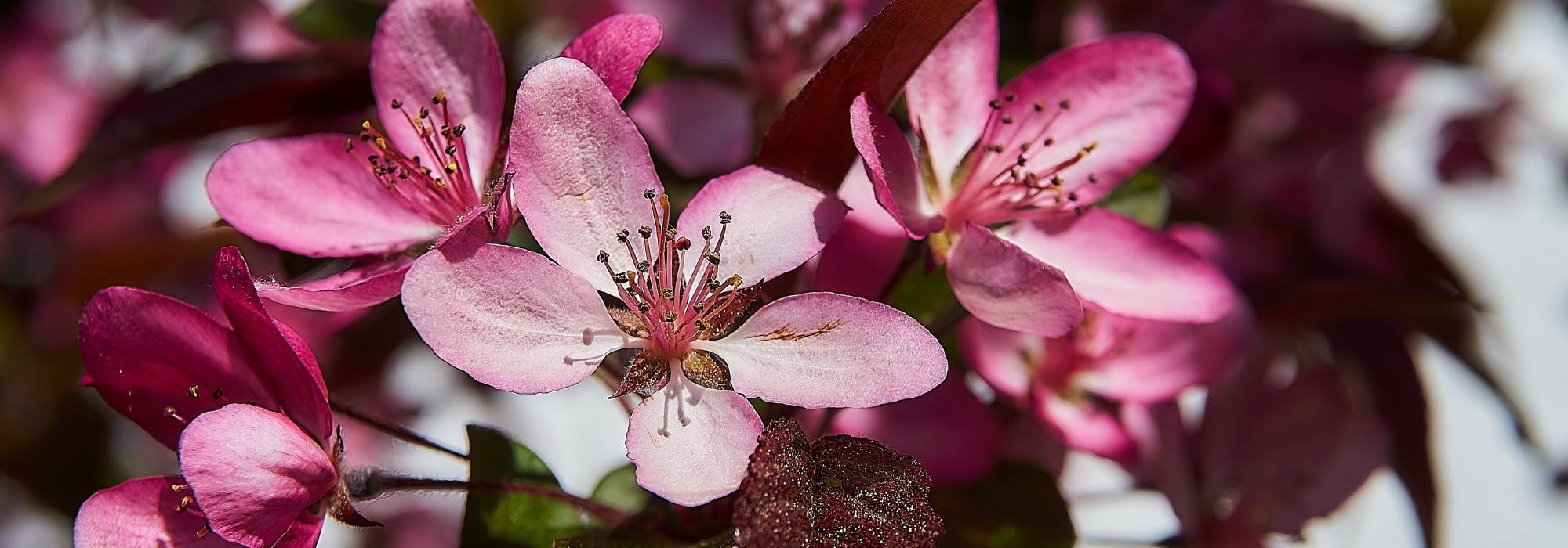 Flowering and ornamental apple trees: planting, pruning, care