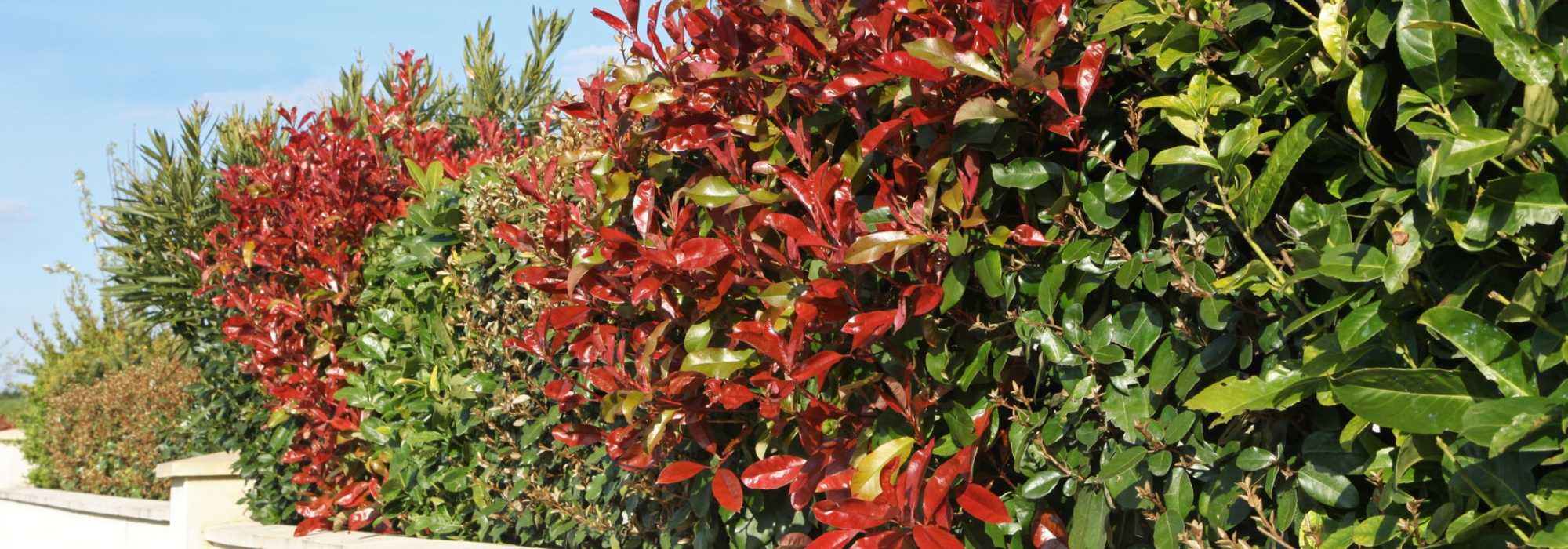 Which bushes or shrubs for which types of hedges?