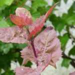 Orache: sowing, cultivation, harvest