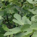 How to take a fig cutting and succeed?