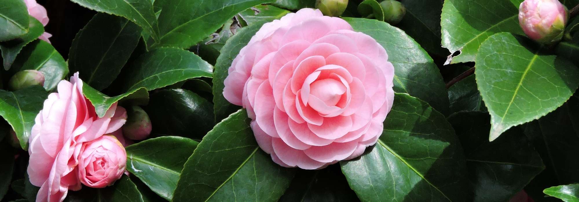 How to choose your camellia? buying guide